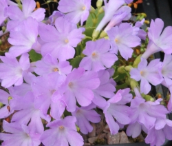 Lilac coloured flowers in masses